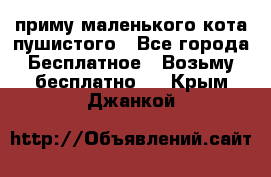 приму маленького кота пушистого - Все города Бесплатное » Возьму бесплатно   . Крым,Джанкой